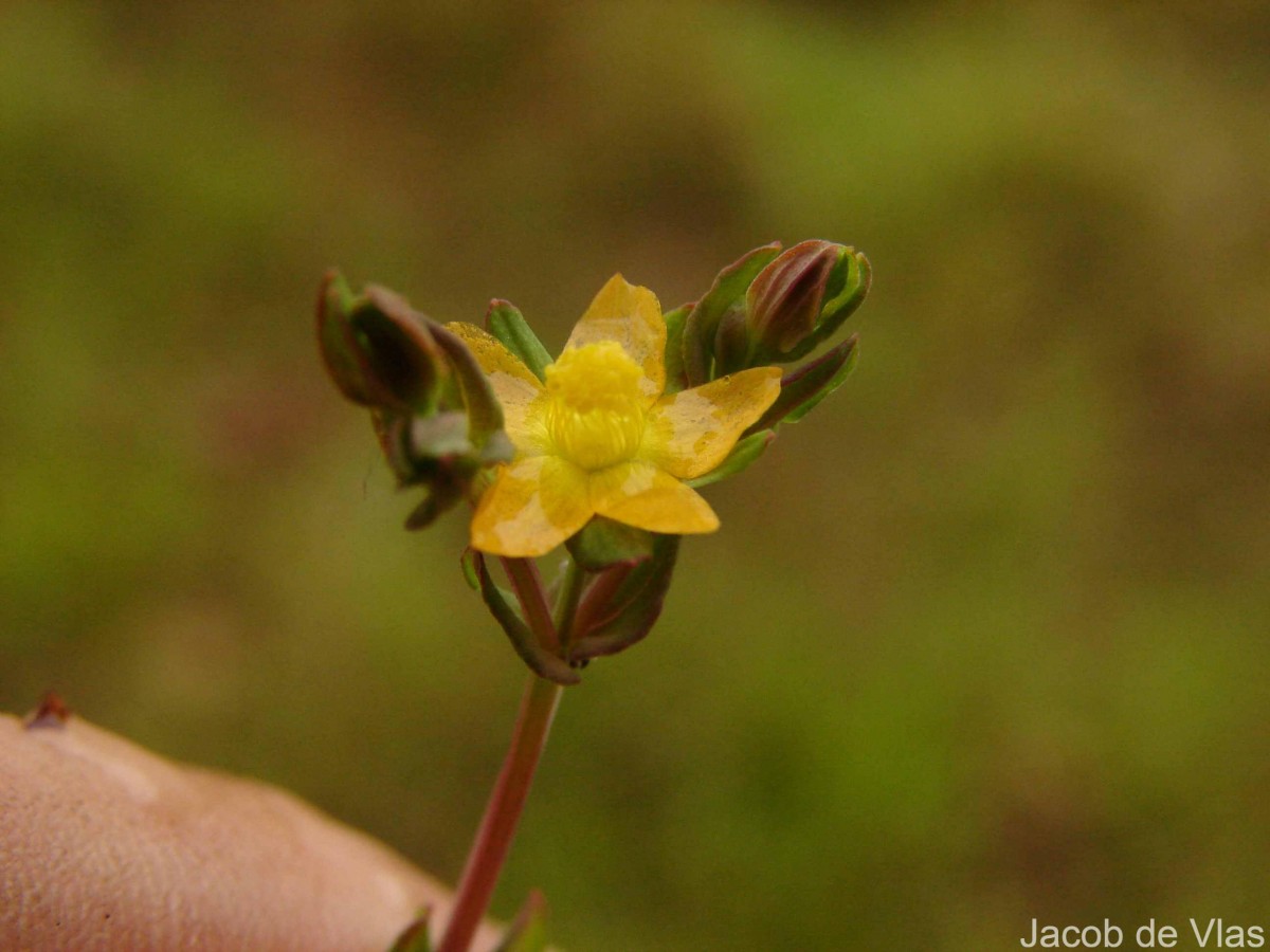 Hypericum japonicum Thunb.